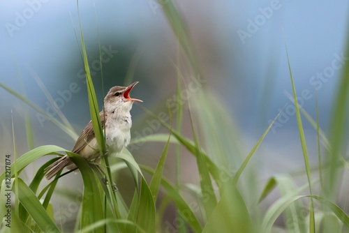 фотографія singing Oriental Reed Warbler on the grass