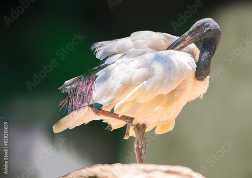 The Sacred Ibis is found throughout sub-Saharan Africa, Madagascar, Aldabra, and south-eastern Iraq. photo