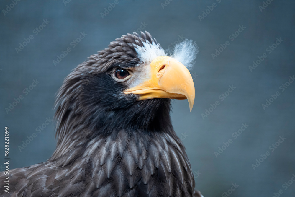 Steller's Sea Eagles often associates with White-tailed Eagles where prey is abundant.
Steller's Sea Eagles often associates with White-tailed Eagles where prey is abundant.