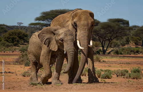 African savanna bull elephant with baby elephant on dirt path