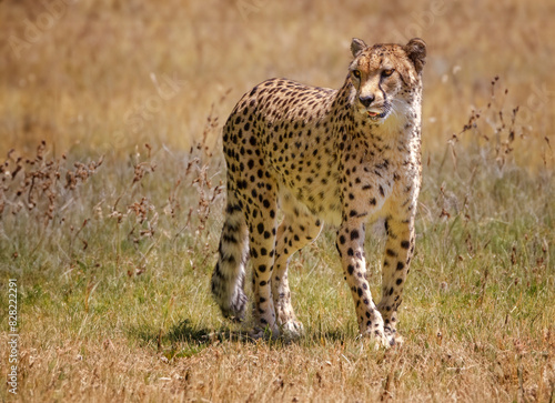 Cheetah with pink tongue in a habitat of grassland in bright afternoon sun