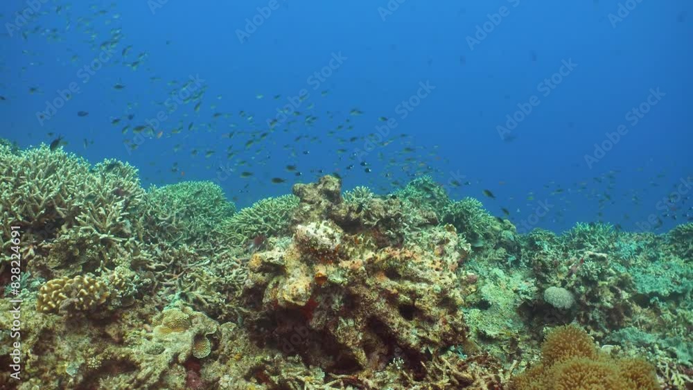 Tropical sea and coral reef. Underwater Fish and Coral Garden. Underwater sea fish. Tropical reef marine. Colourful underwater seascape. Philippines. Sipadan, Malaysia. Tropical sea and coral reef. Underwater Fish and Coral Garden. Underwater sea fish. Tropical reef marine. Colourful underwater seascape. Philippines. Sipadan, Malaysia.