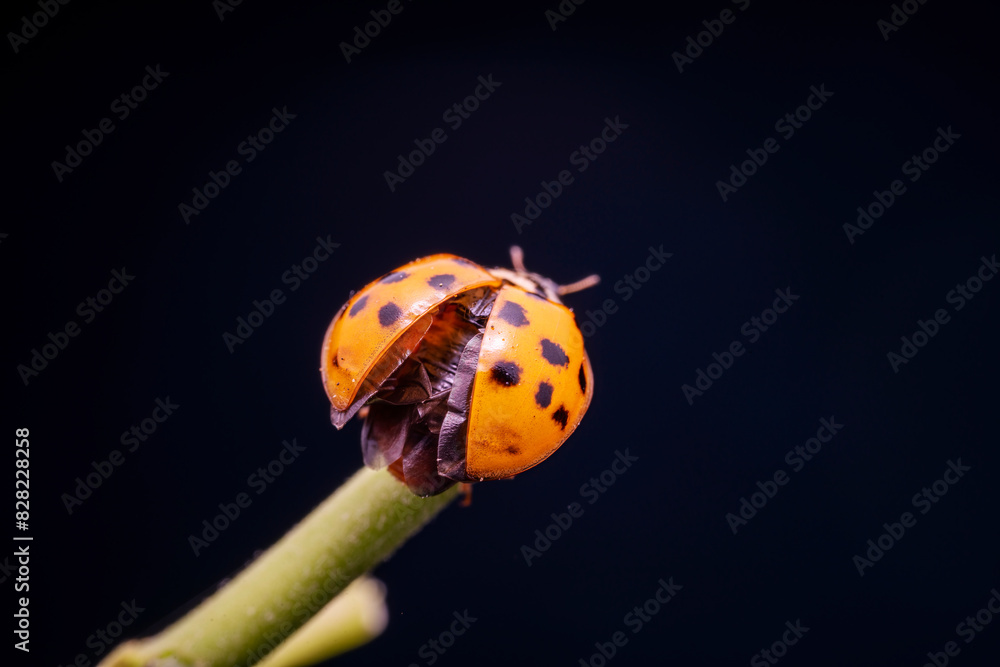 Harmonia axyridis in the wild state