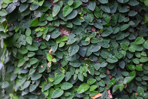Ficus pumila, commonly known as the creeping fig or climbing fig, is a species of flowering plant in the mulberry family. It is also found in cultivation as a houseplant. photo