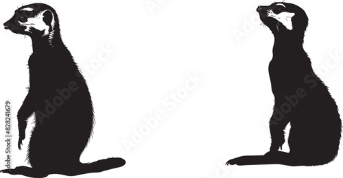 Photography Black Market white background