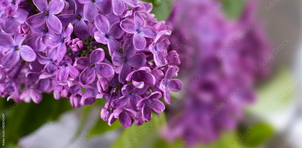 image of a branch of blooming lilac image of a branch of blooming lilac
