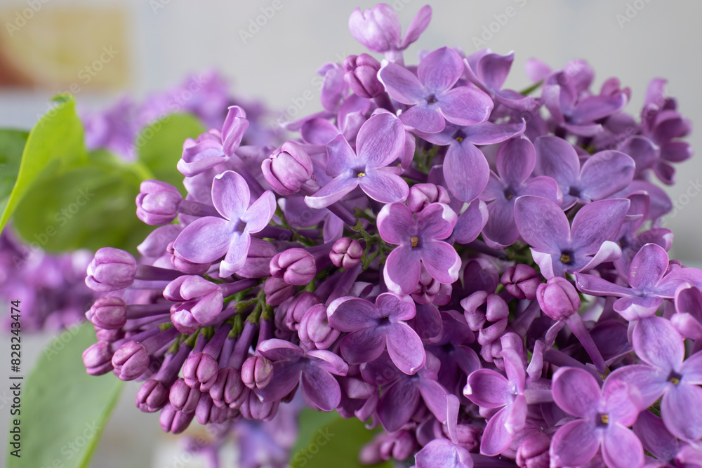 image of a branch of blooming lilac image of a branch of blooming lilac