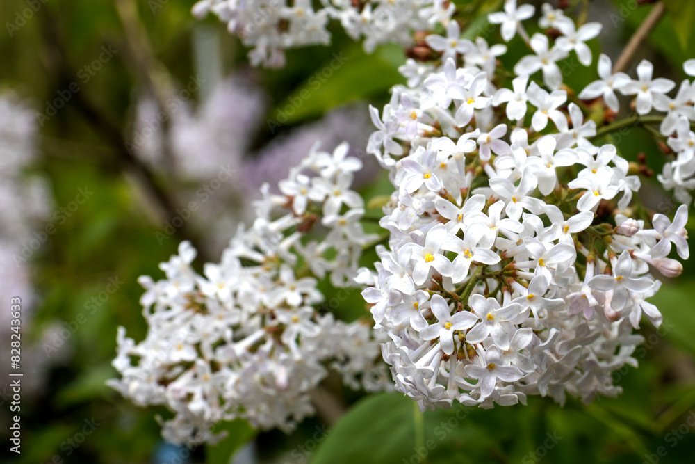 image of a branch of blooming white lilac image of a branch of blooming white lilac