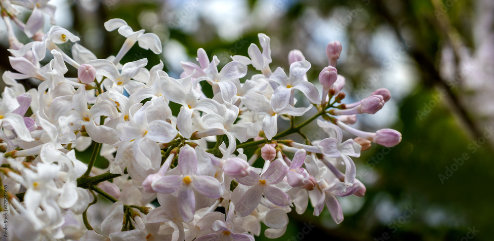 Obraz premium image of a branch of blooming white lilac