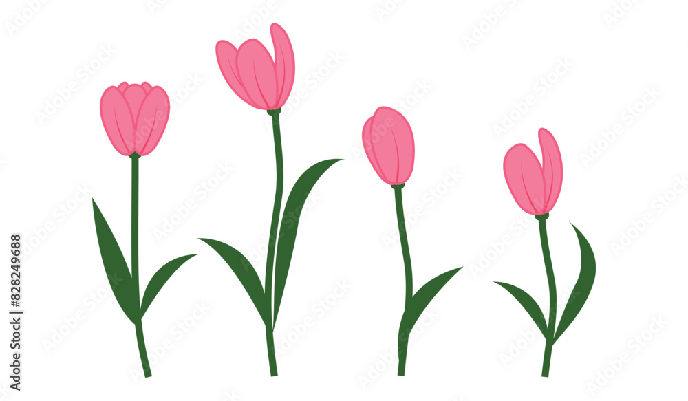Branches of tulip flowers and green leaves. Bouquet of red tulips isolated. Floral design. Greeting card template.