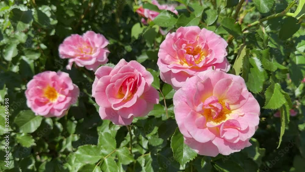 Pretty pink roses flowers in the garden. Pretty pink roses flowers in the garden.