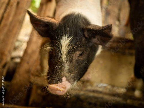 Black pig in a wooden pig sty