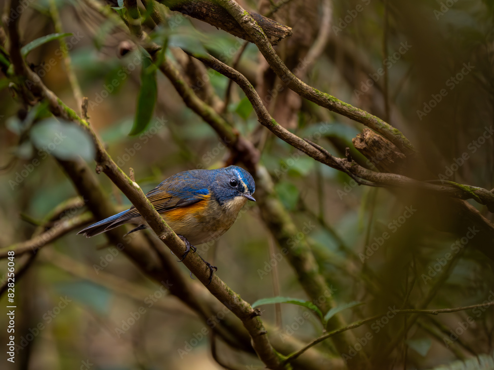深い藪の奥でエサを探しているルリビタキの雄