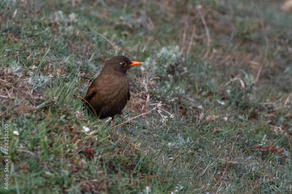 Fototapeta premium brown female of common blackbird on green grass