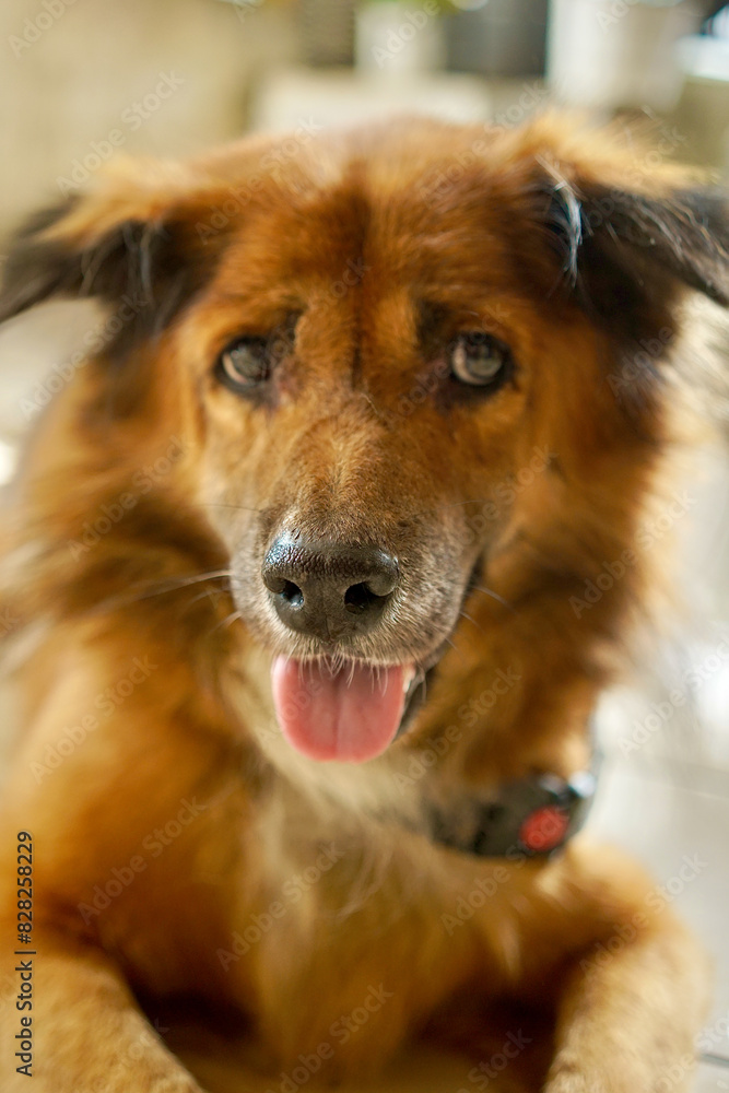 A yellow-gold-chocolate-black male dog inside residential house. The dog directly looking at the camera while sticking out his tongue. A yellow-gold-chocolate-black male dog inside residential house. The dog directly looking at the camera while sticking out his tongue.