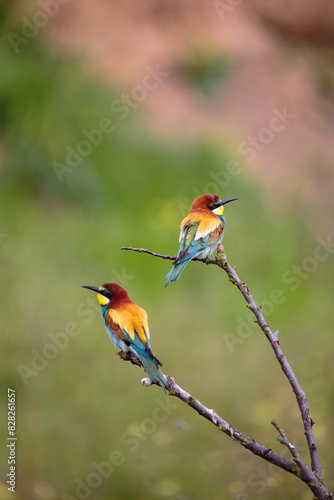 Bee-eaters in their natural state © Tudor