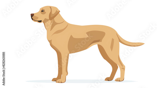 golden retriever isolated on white transparent background