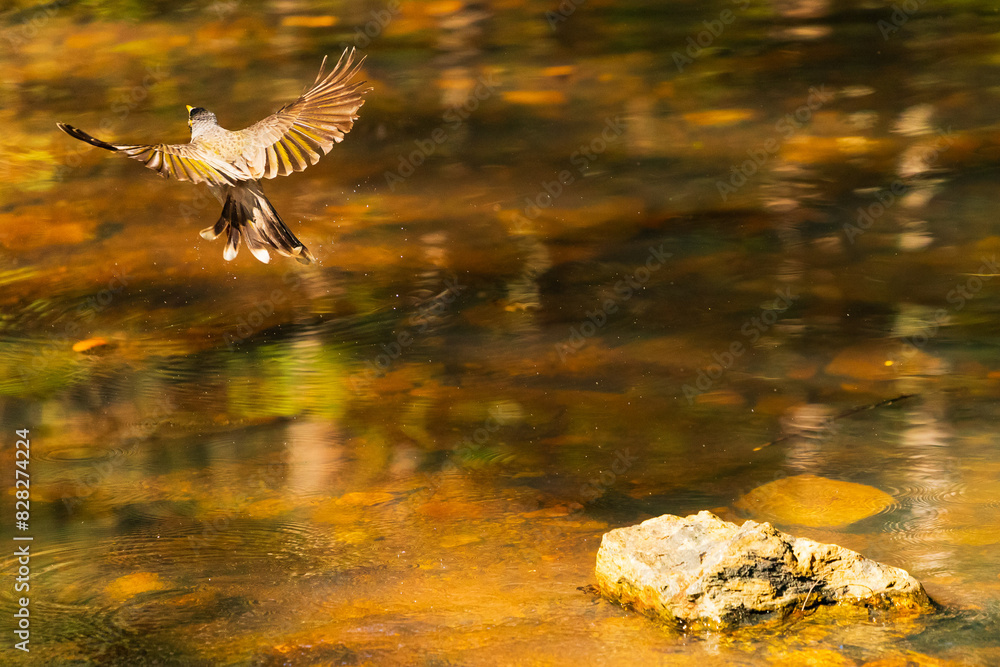 Common Myna, Mount Coot-tha, Queensland, Australia