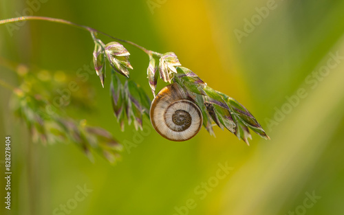 Foto Gemeine Heideschnecke, Helicella itala