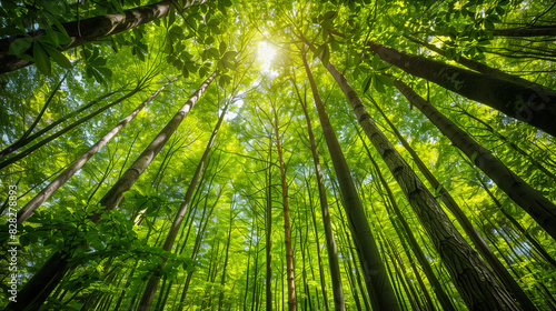 a view of a forest with tall trees and green leaves