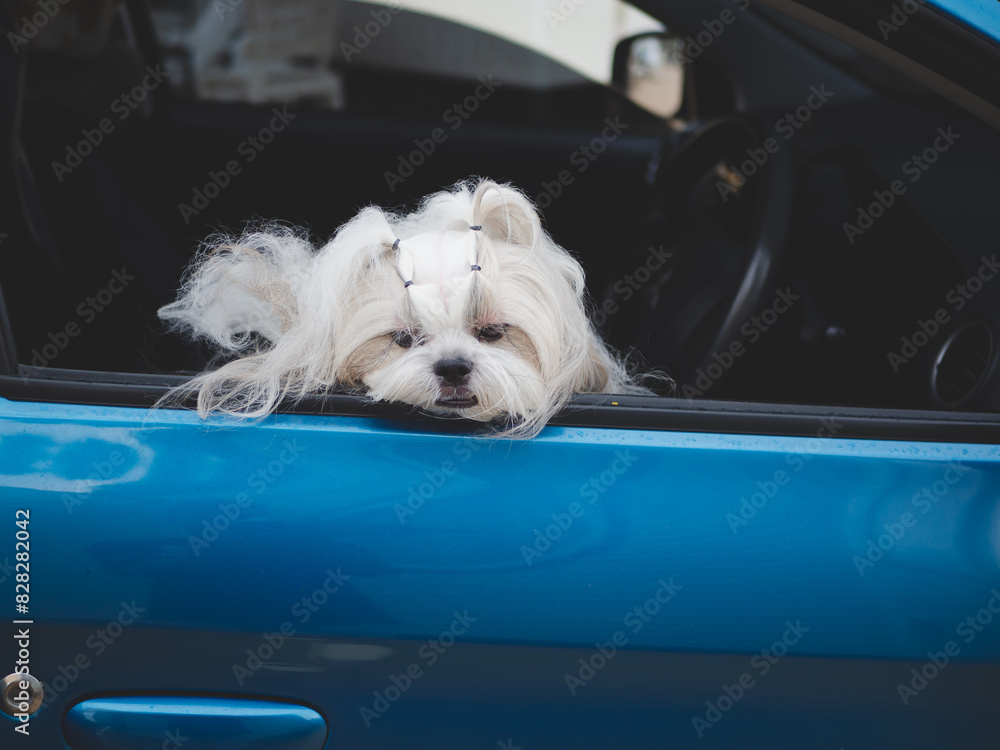 Travel dog concept. Shih Tzu furry in car. Travel dog concept. Shih Tzu furry in car.