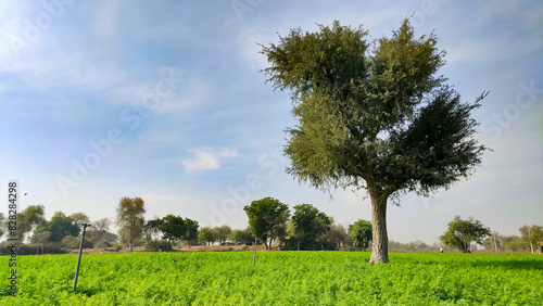 Prosopis Cineraria (Khejari) tree in the green carrot crop field with blue sky, landscape view photo