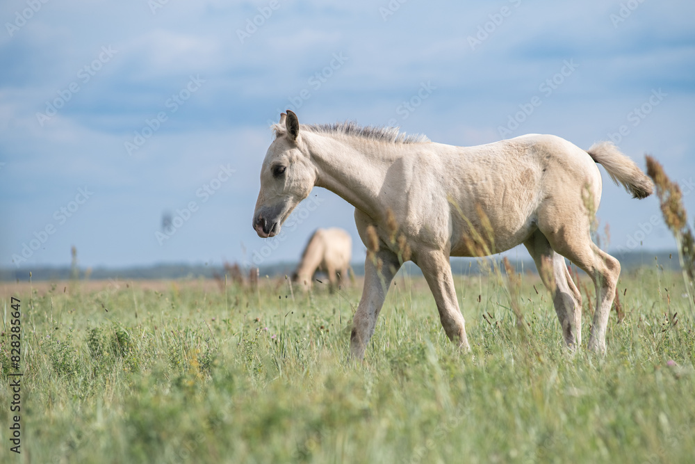 A thoroughbred horse grazes in a farmer's field. A thoroughbred horse grazes in a farmer's field.
