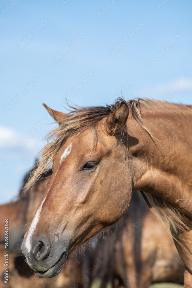 Fototapeta premium A thoroughbred horse grazes in a farmer's field.