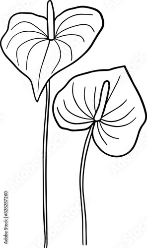 Hand drawn anthurium flower