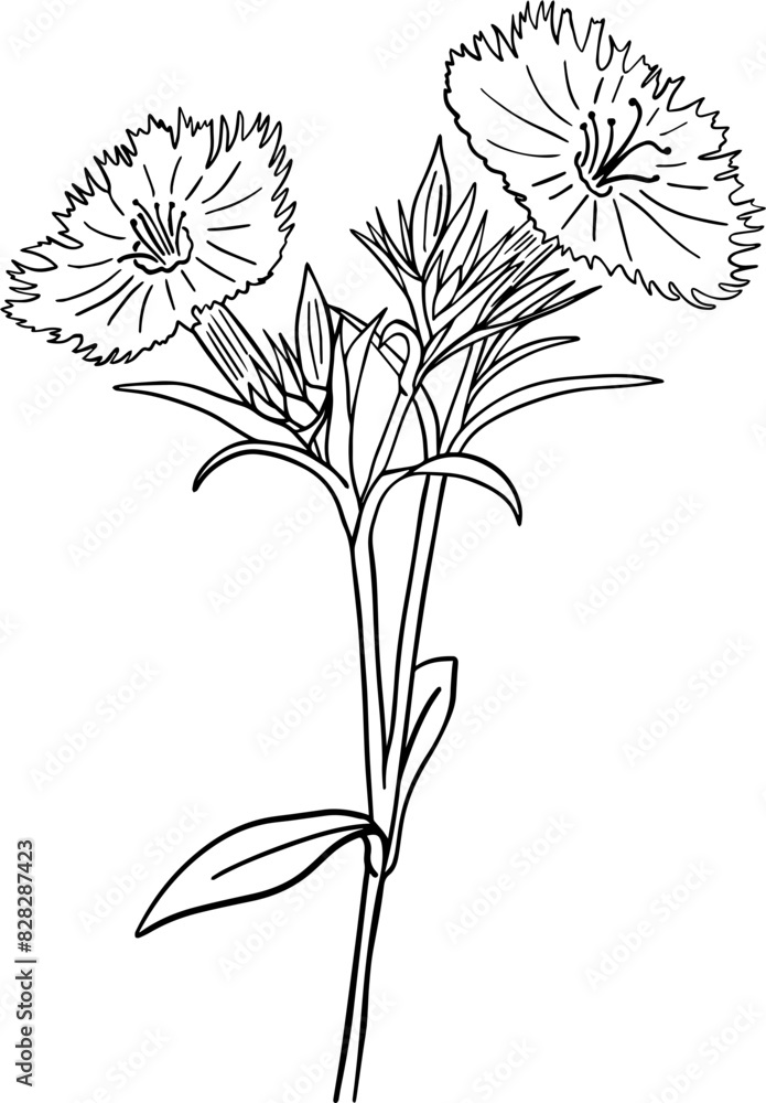 Hand drawn dianthus flower Hand drawn dianthus flower