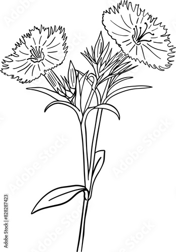 Hand drawn dianthus flower