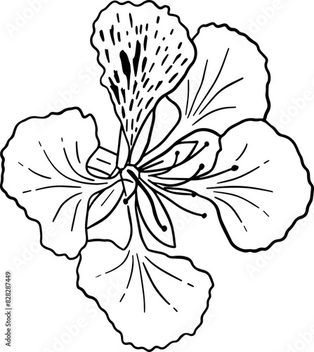 Hand drawn flamboyant flower