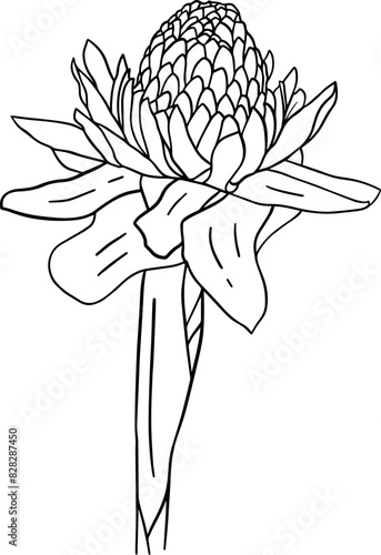 Hand drawn etlingera elatior flower photo