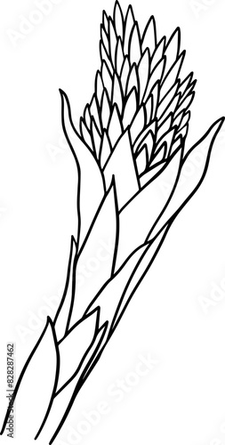 Hand drawn guzmania conifera flower