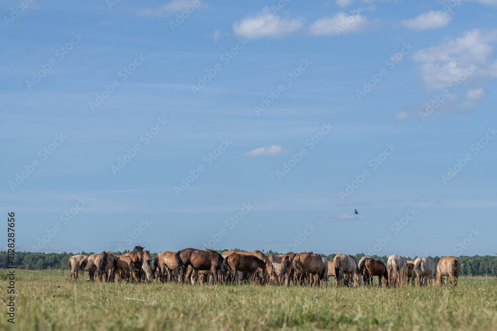 A thoroughbred horse grazes in a farmer's field. A thoroughbred horse grazes in a farmer's field.