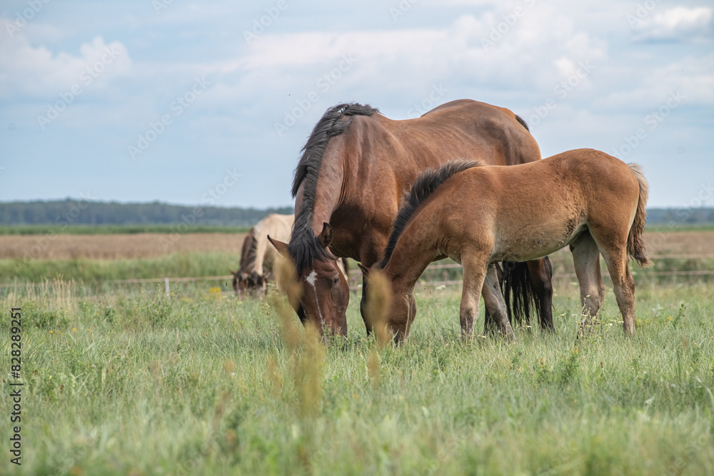 Fototapeta premium A thoroughbred horse grazes in a farmer's field.