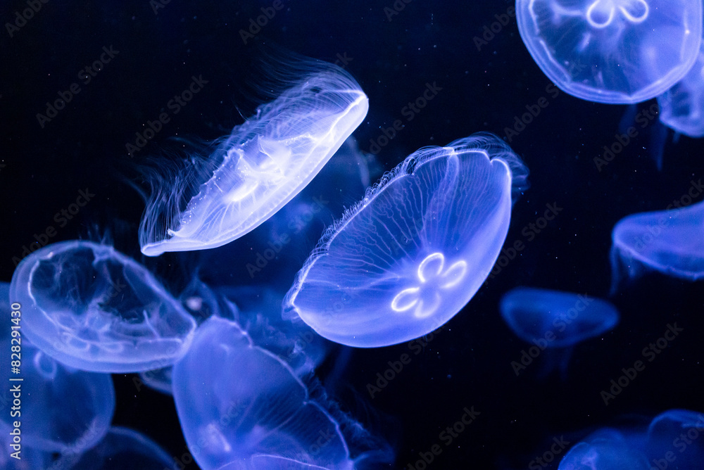 Obraz premium Blue jellyfish swim in the sea on a black background