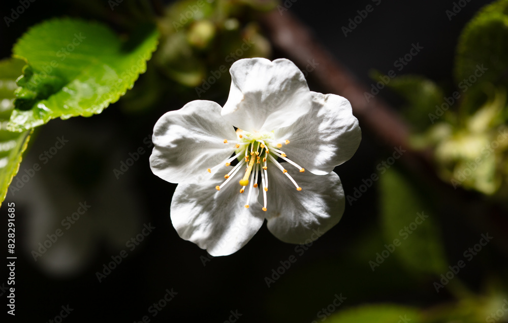 Obraz premium White cherry flowers isolated on black background. Close-up