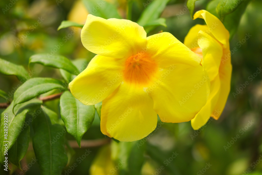 Beautiful yellow flower in a tropical garden Beautiful yellow flower in a tropical garden