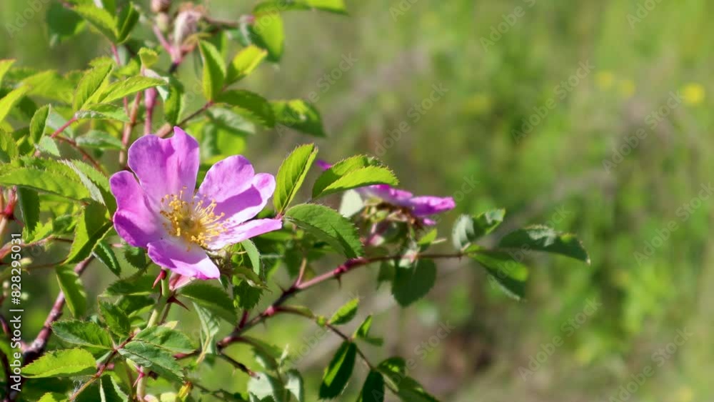 Closeup of a vibrant wild rose in bloom with lush green foliage in the backdrop Closeup of a vibrant wild rose in bloom with lush green foliage in the backdrop