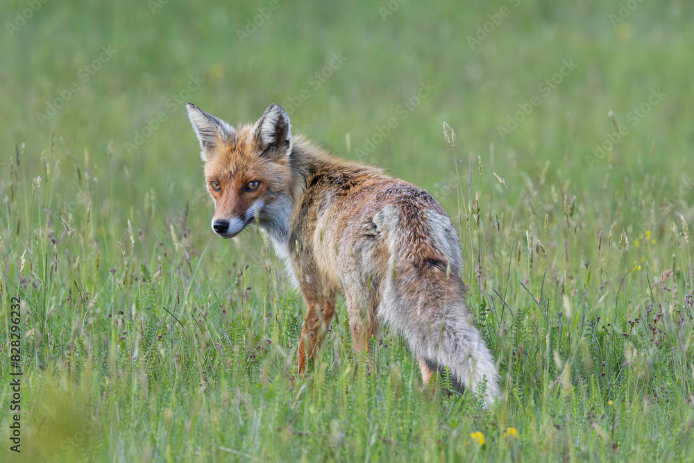 curious fox looking towards the camera curious fox looking towards the camera