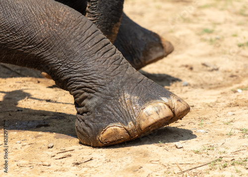 Large elephant feet close up