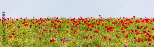 Field with red tulips in the steppe in spring as a background. © schankz