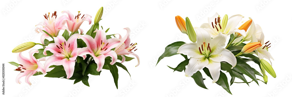 Collection of real elegant blooming lily with buds isolated on white background Collection of real elegant blooming lily with buds isolated on white background