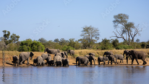 a breeding herd of African elephants at the waterhole
