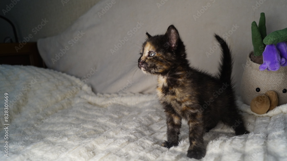 Obraz premium pretty little kitten on white. playful little kitten