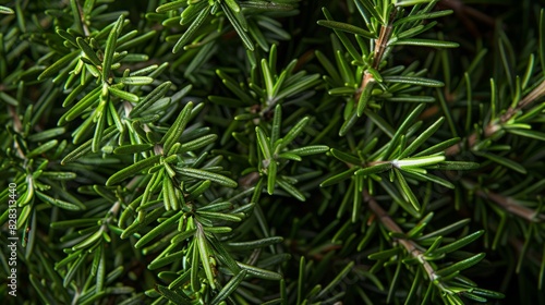 Fragrant Fresh Rosemary Sprigs on Natural Background - High-Resolution Close-up Detail