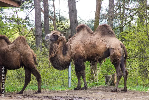 Fototapeta samoprzylepna wielbłąd dwugarbny - baktrian