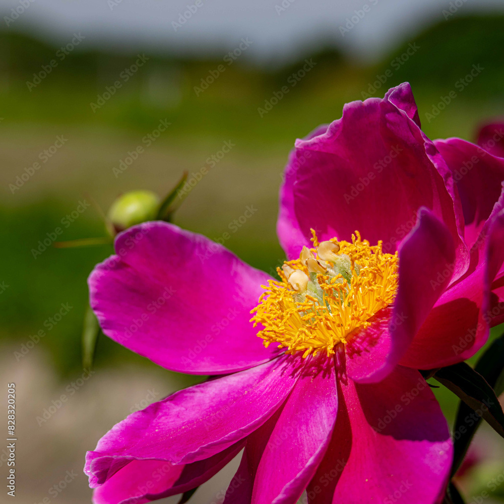 Obraz premium 5月の散策