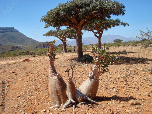 Bottle tree and frankincense tree at Socotra Island, a World Heritage Site in Yemen, also known as the Galapagos of the Indian Ocean. photo